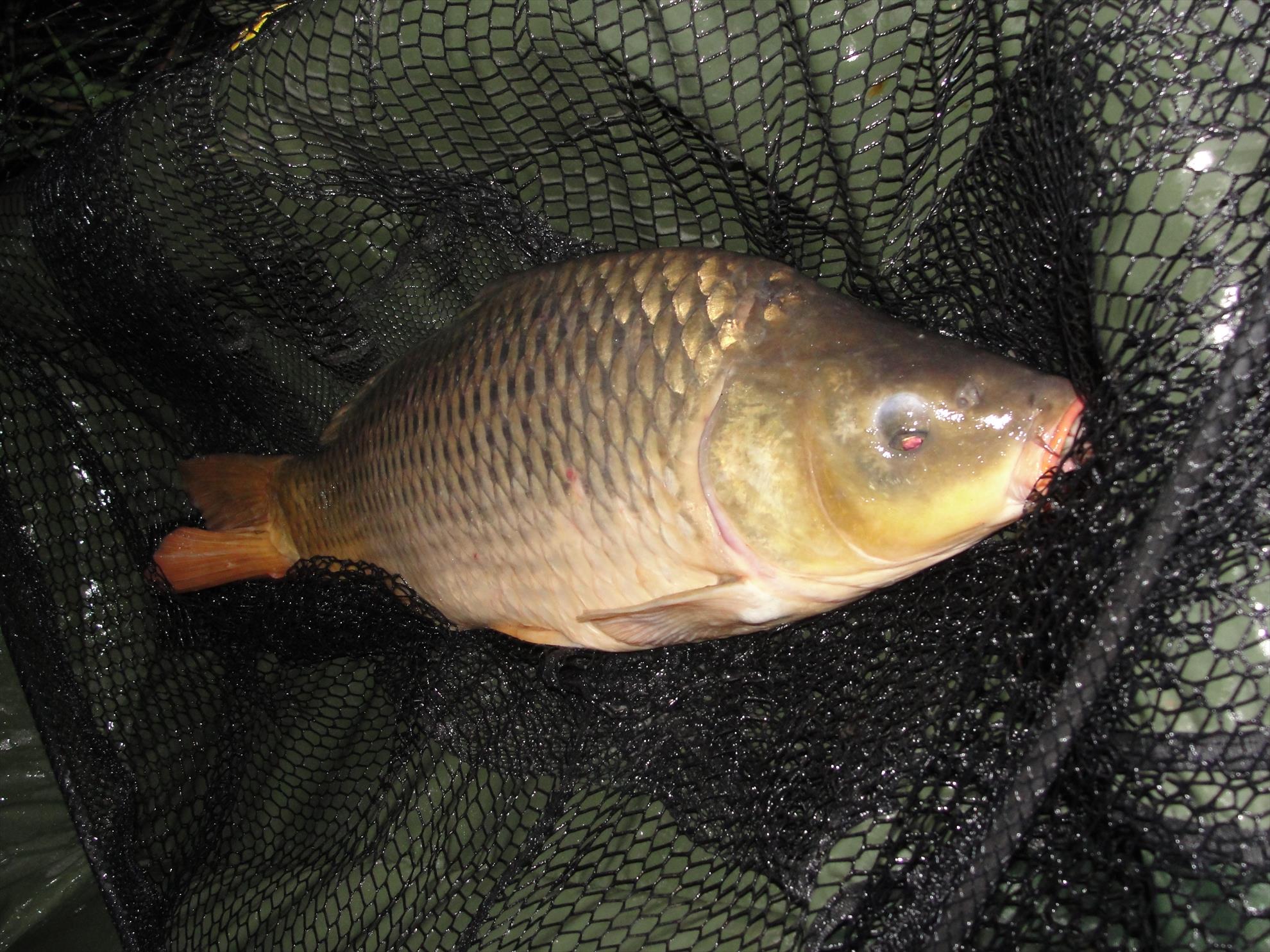 Magura 9 1 - 3 aug. - dsc01082.JPG